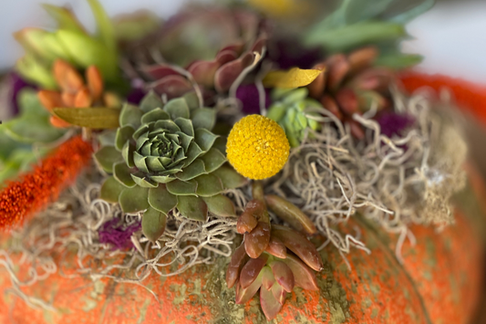 succulent topped pumpkin blooming pumpkin