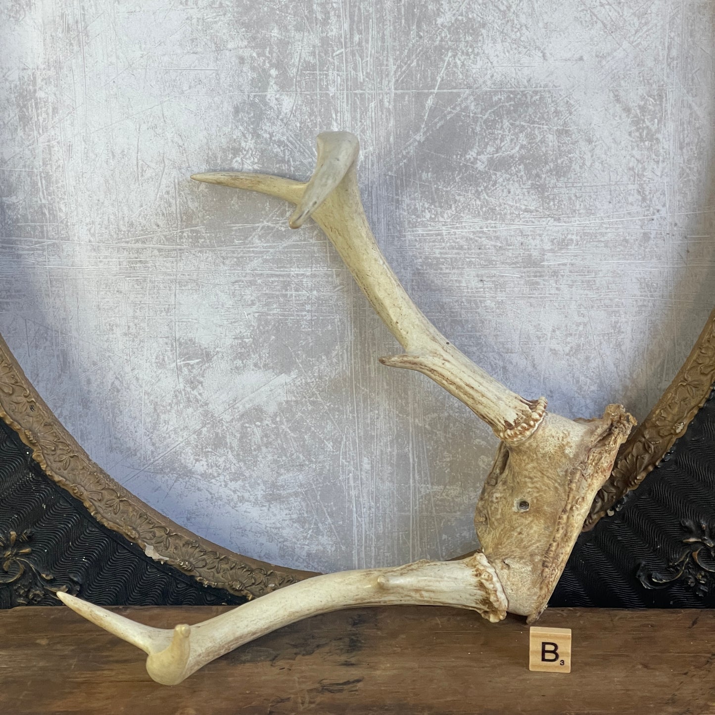 Deer Antler Rack