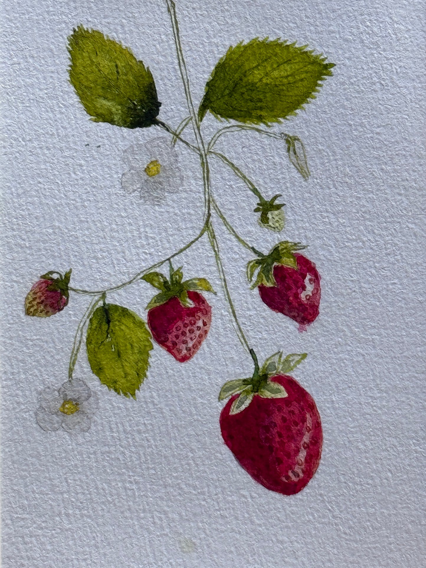Fresh Picked