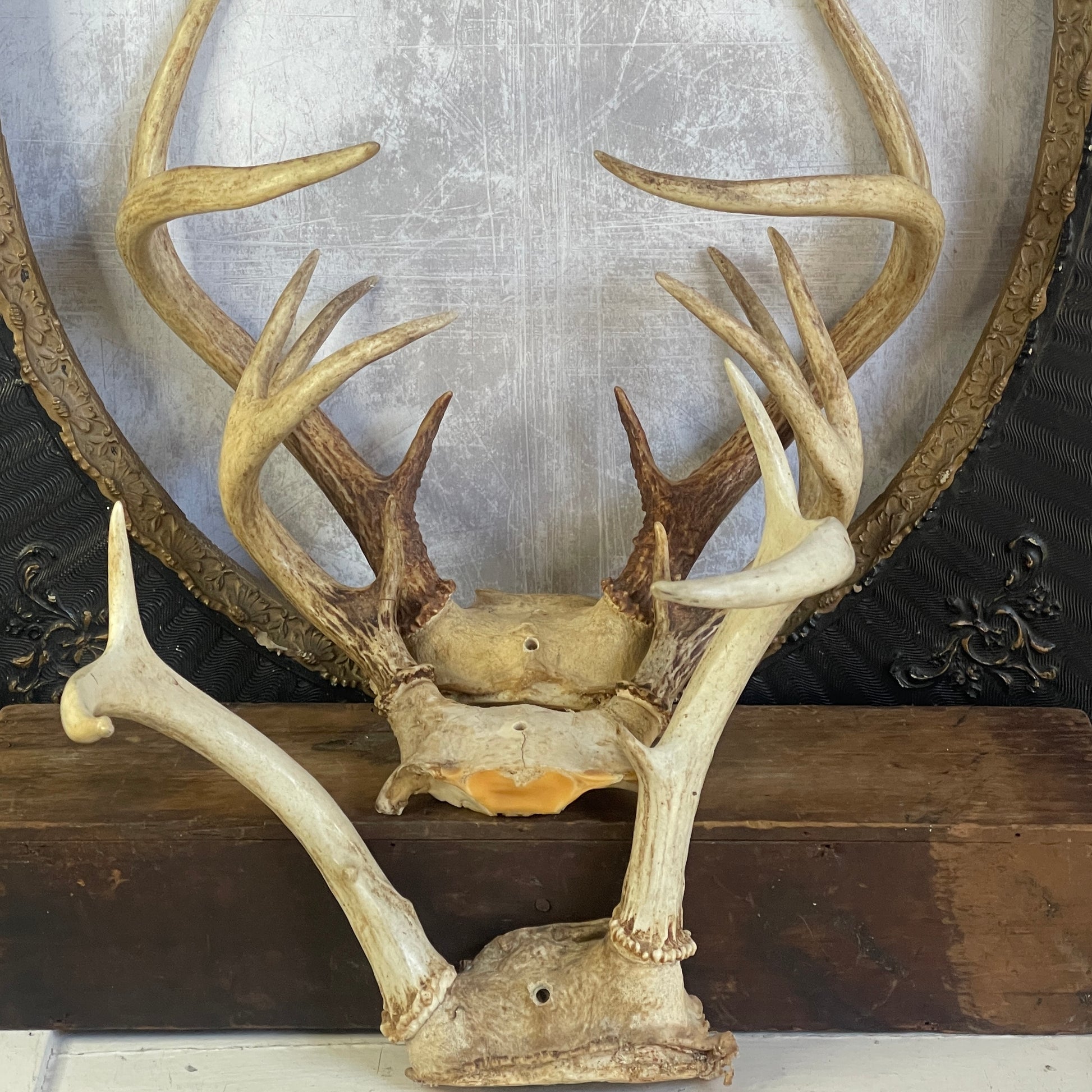 deer antlers, natural decor