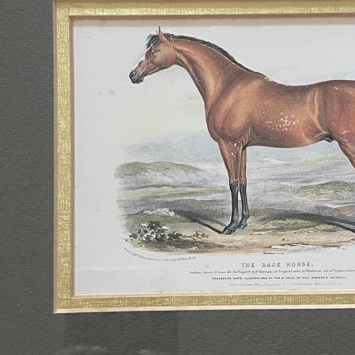 The Race Horse