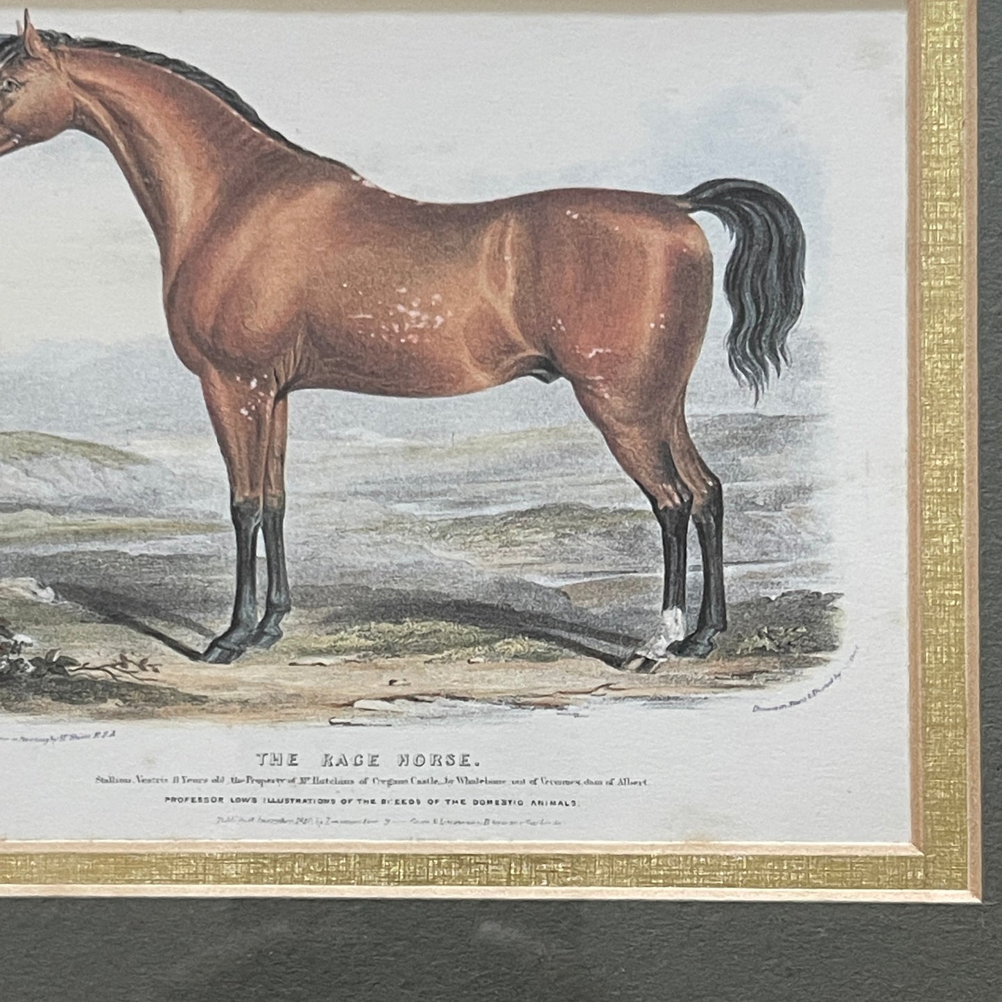 The Race Horse