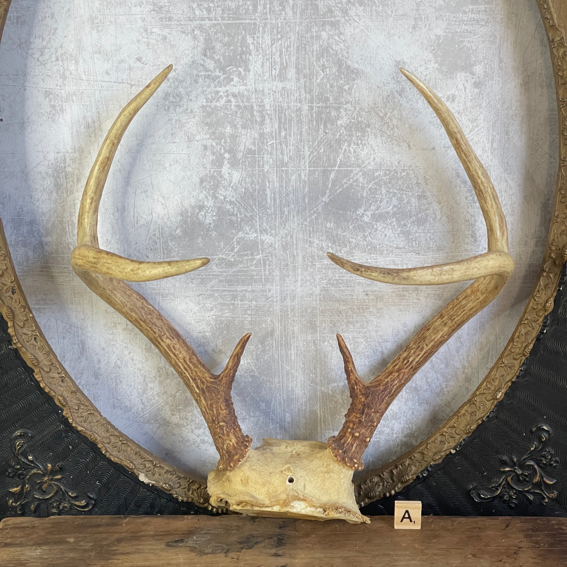 deer antler decor