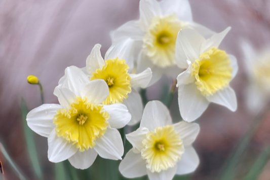 What the Daffodils Know