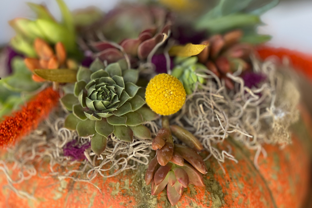 succulent topped pumpkin blooming pumpkin