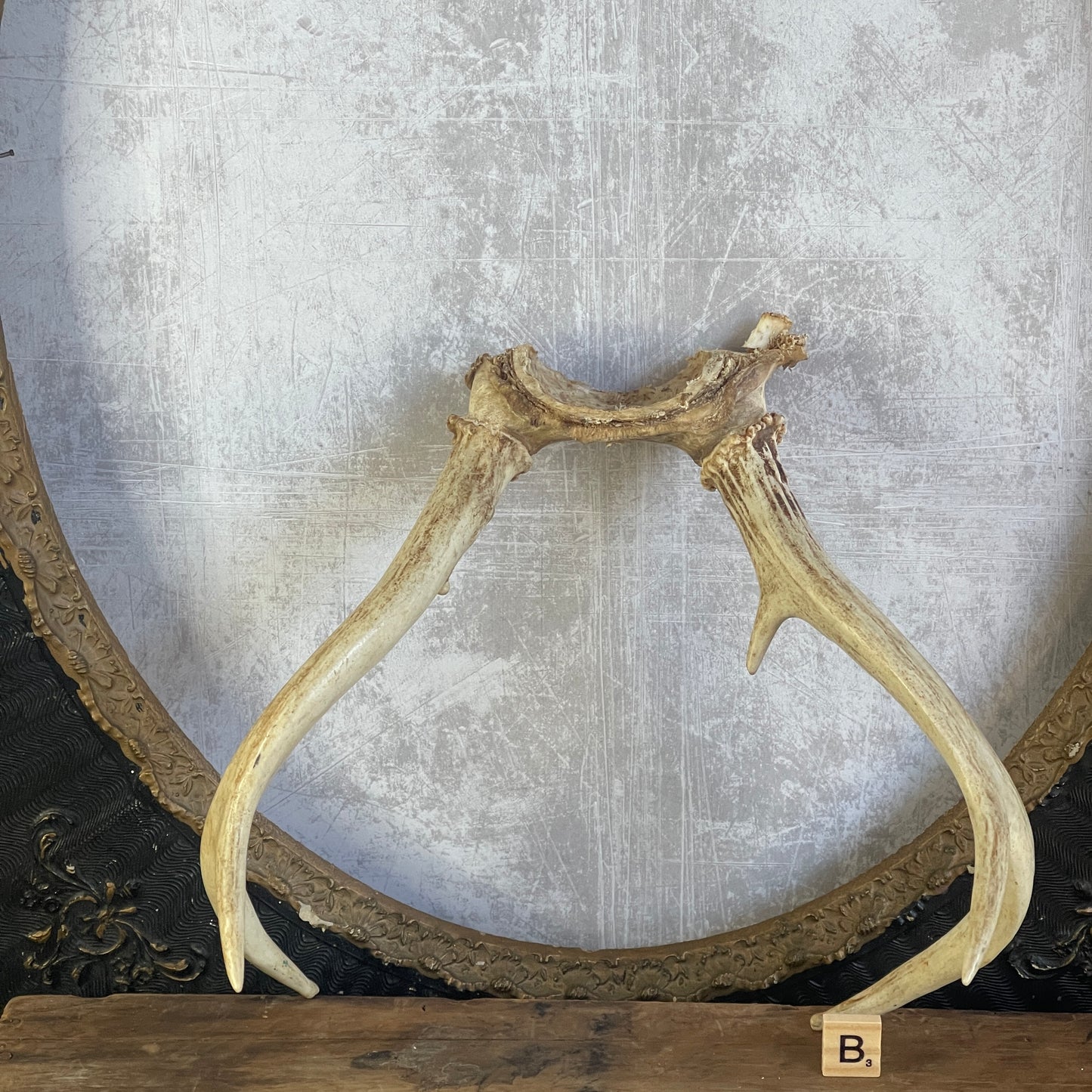 Deer Antler Rack