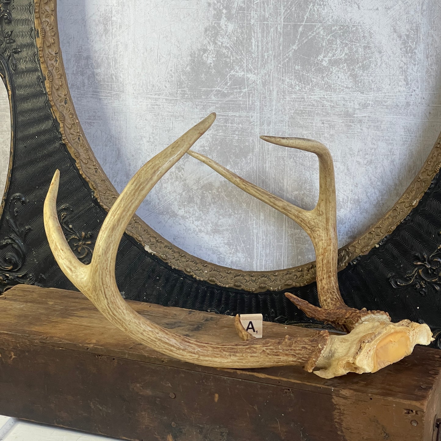 Deer Antler Rack