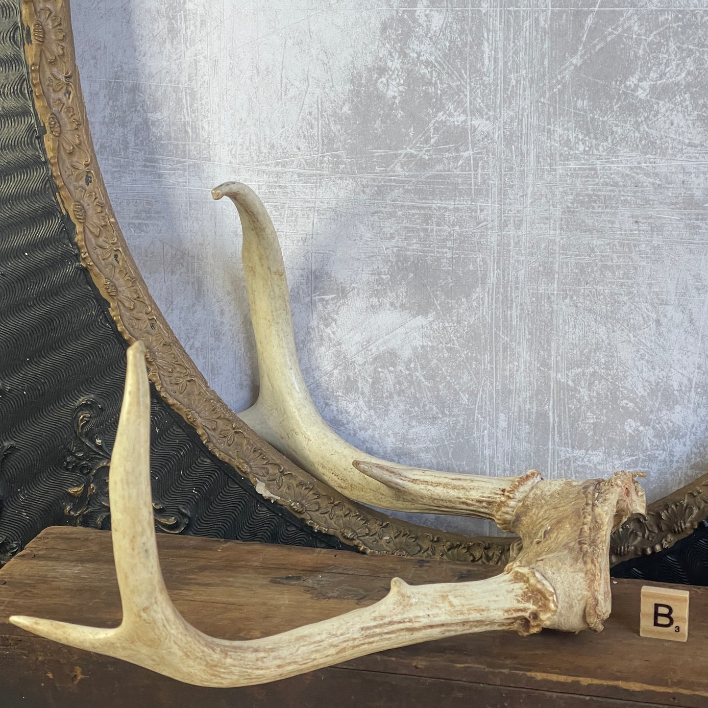 Deer Antler Rack