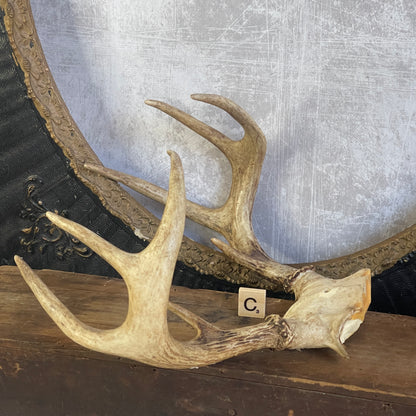 Deer Antler Rack