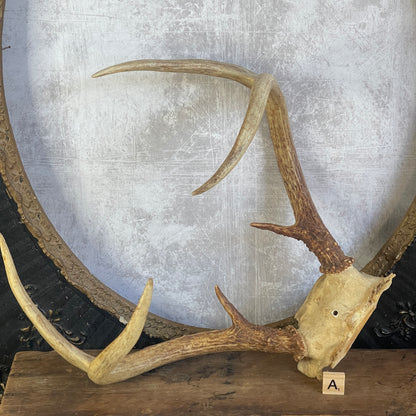 Deer Antler Rack