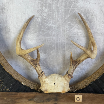 Deer Antler Rack