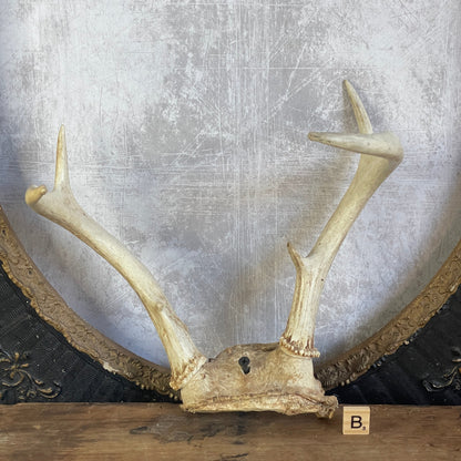 Deer Antler Rack