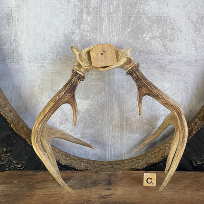 Deer Antler Rack