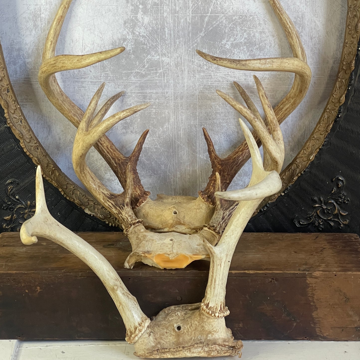 deer antlers, natural decor
