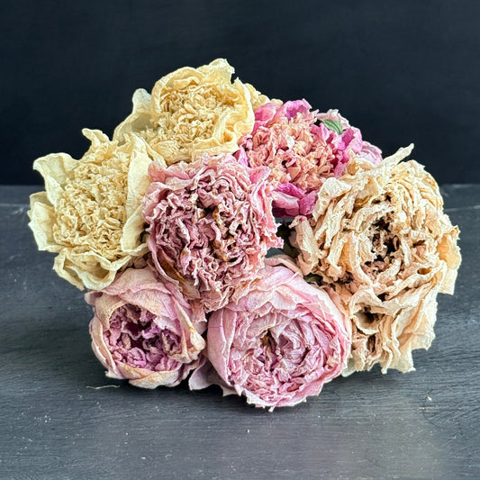 French Blend Dried Peony Bouquet