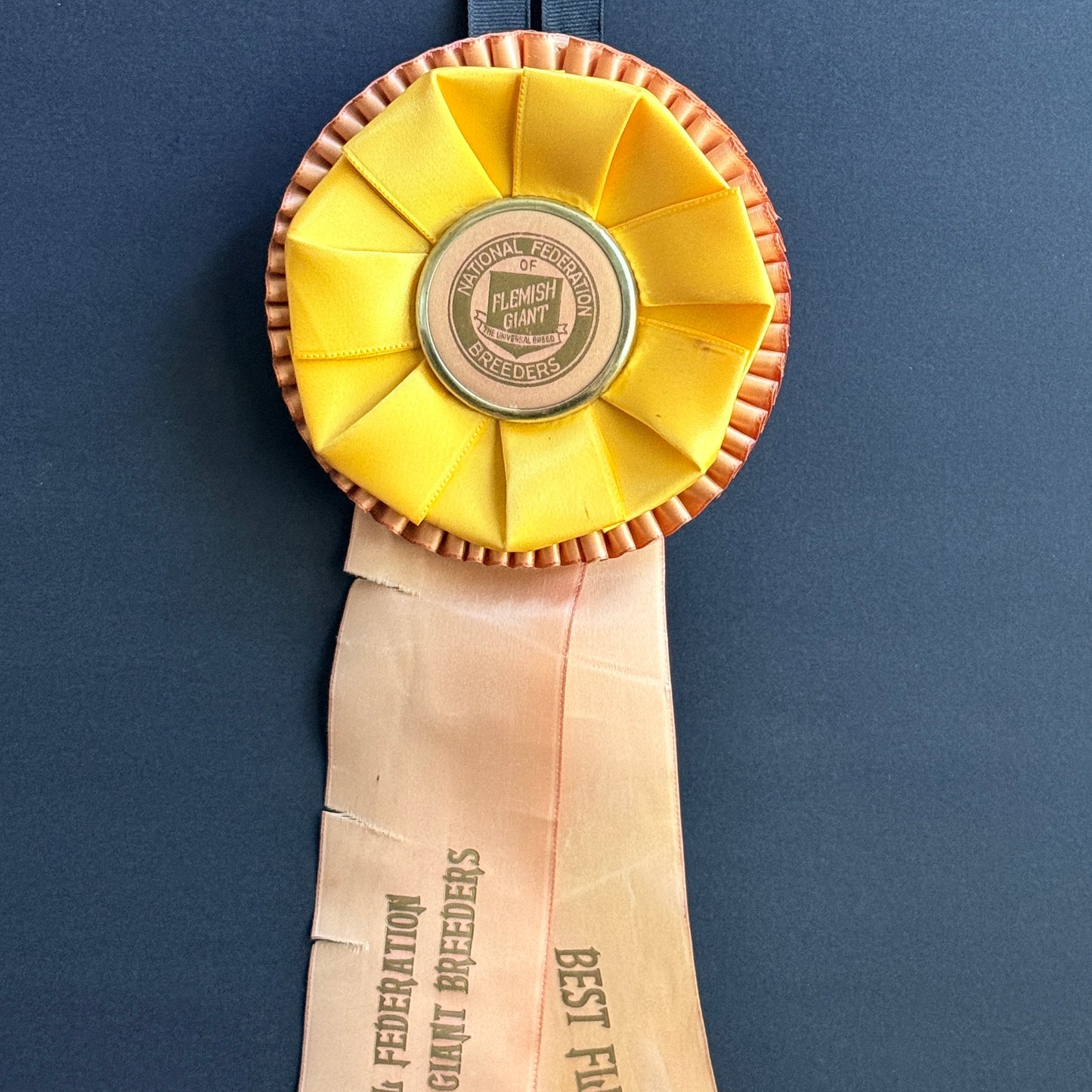 Vintage Rabbit Show Ribbon