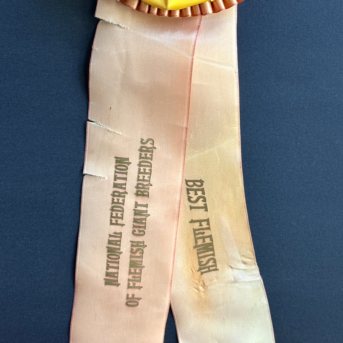 Vintage Rabbit Show Ribbon
