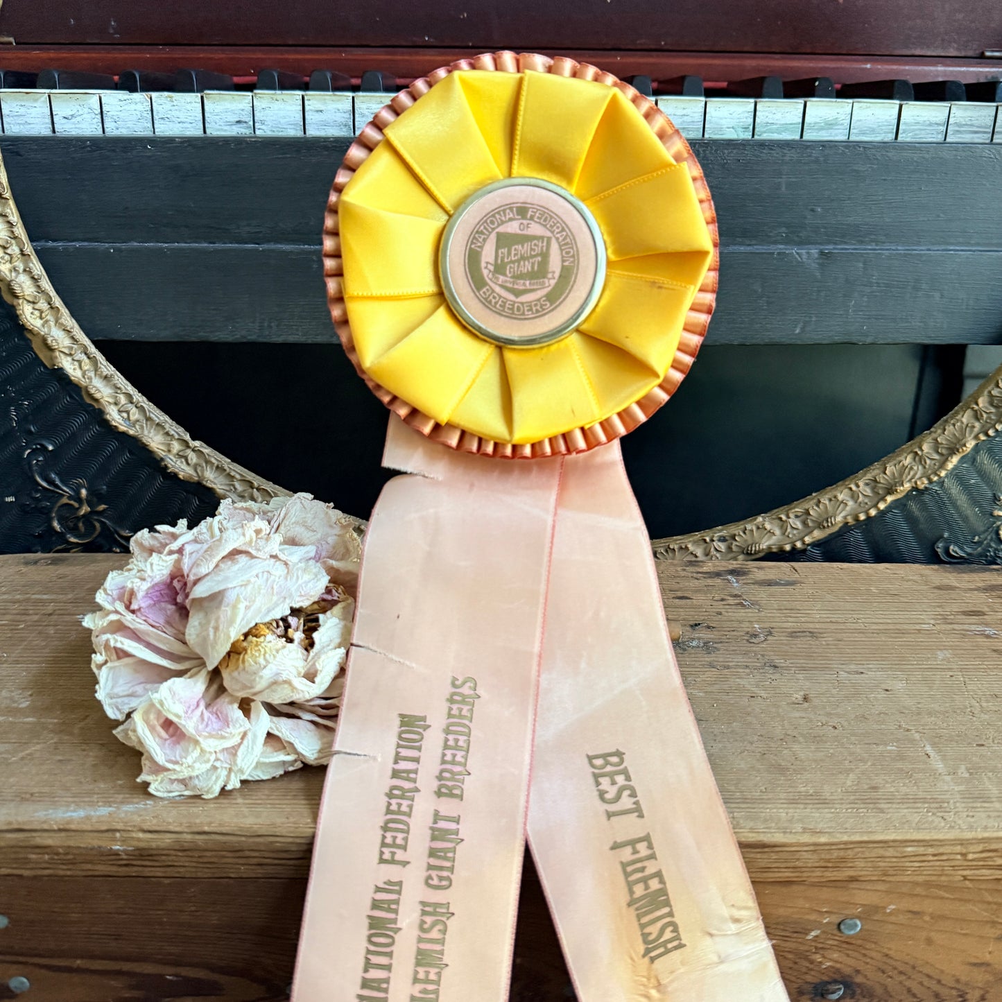 Vintage Rabbit Show Ribbon