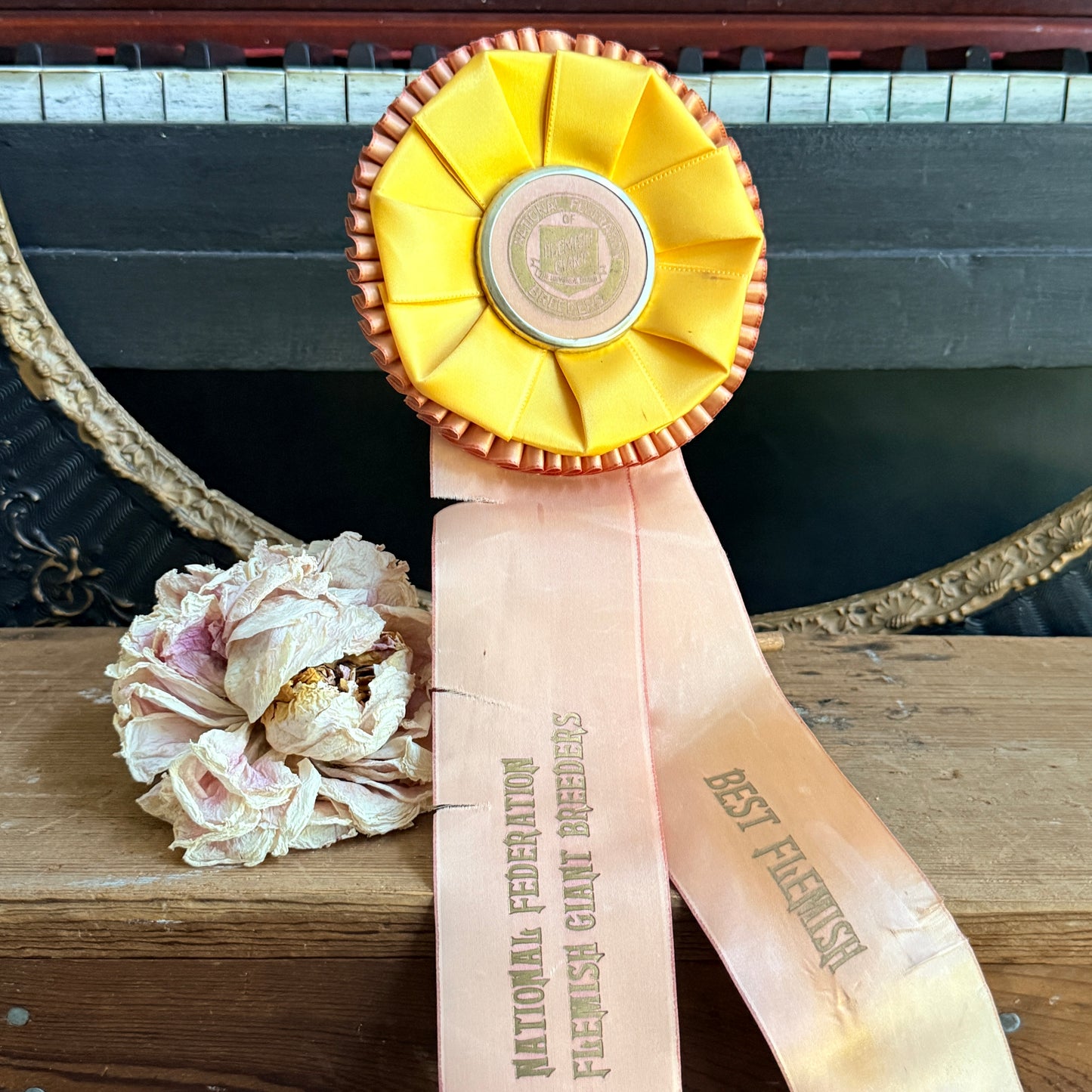 Vintage Rabbit Show Ribbon