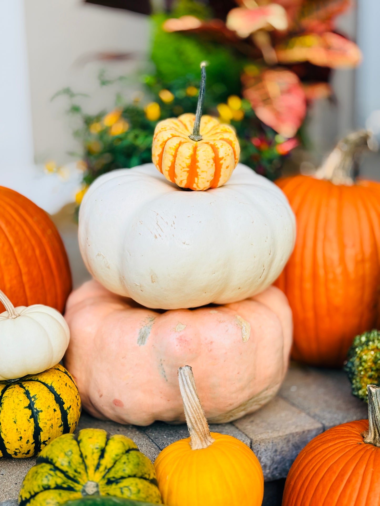 Fall Pumpkin Package 3