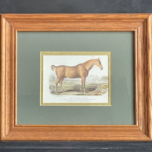 The Old Irish Hunter