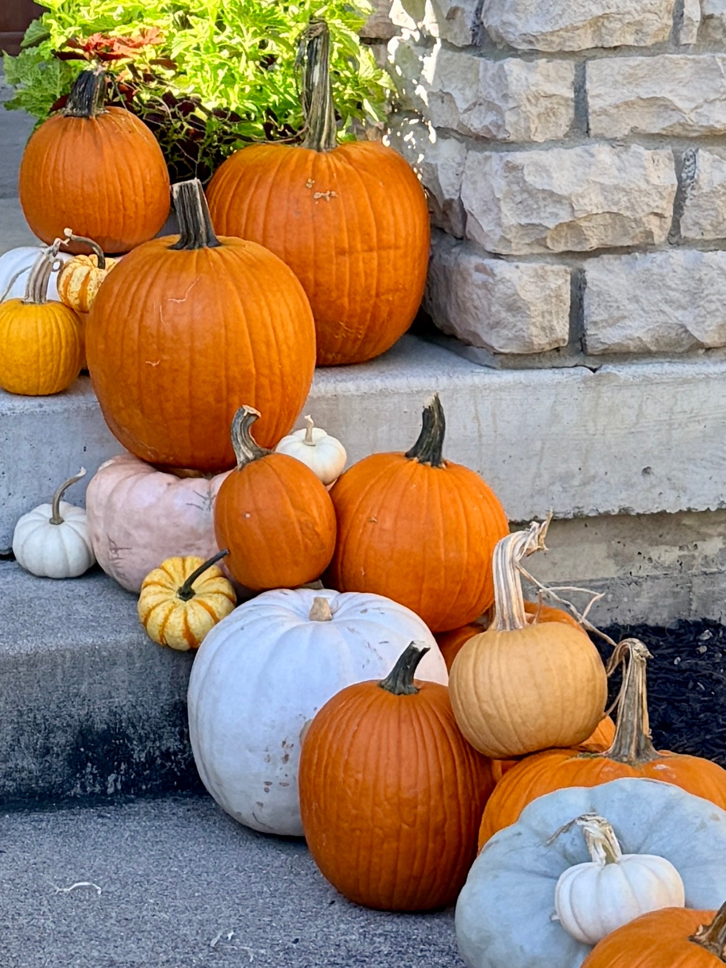 Assorted pumpkins on stone steps with a stone wall background fairy dust and rust 