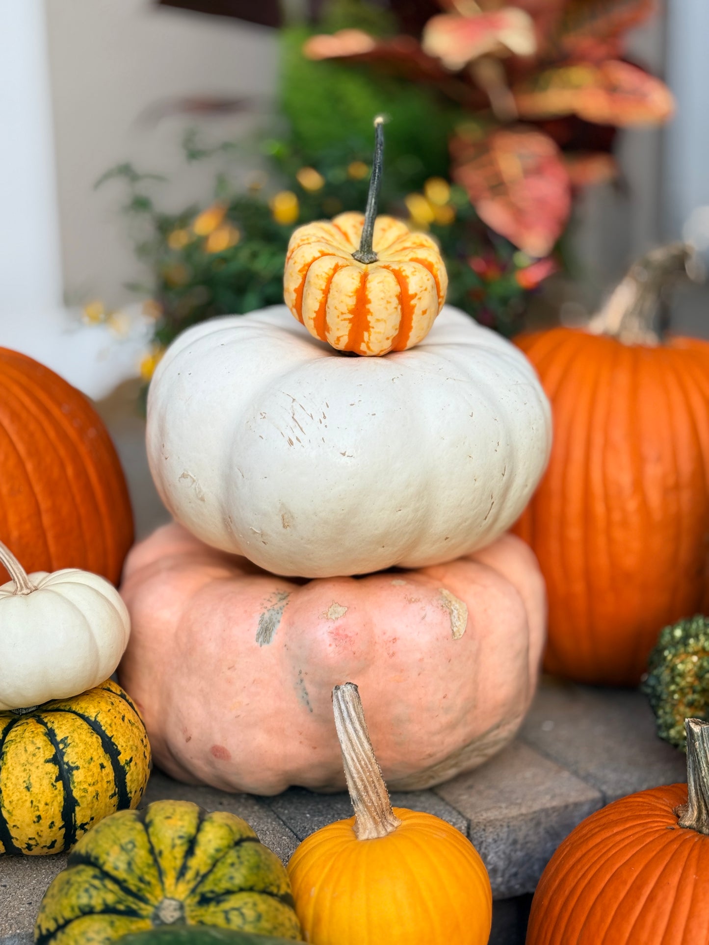 Fall Pumpkin Package 2