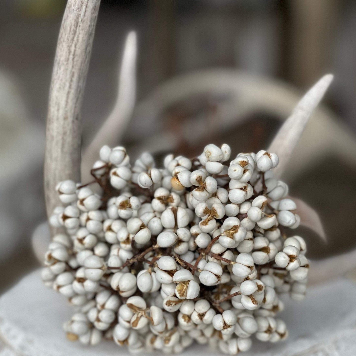 30 Stems- Tallow Berry Bundle | Dried White Tallow Berries