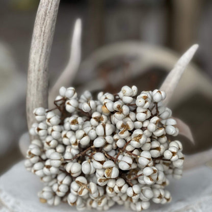 30 Stems- Tallow Berry Bundle | Dried White Tallow Berries