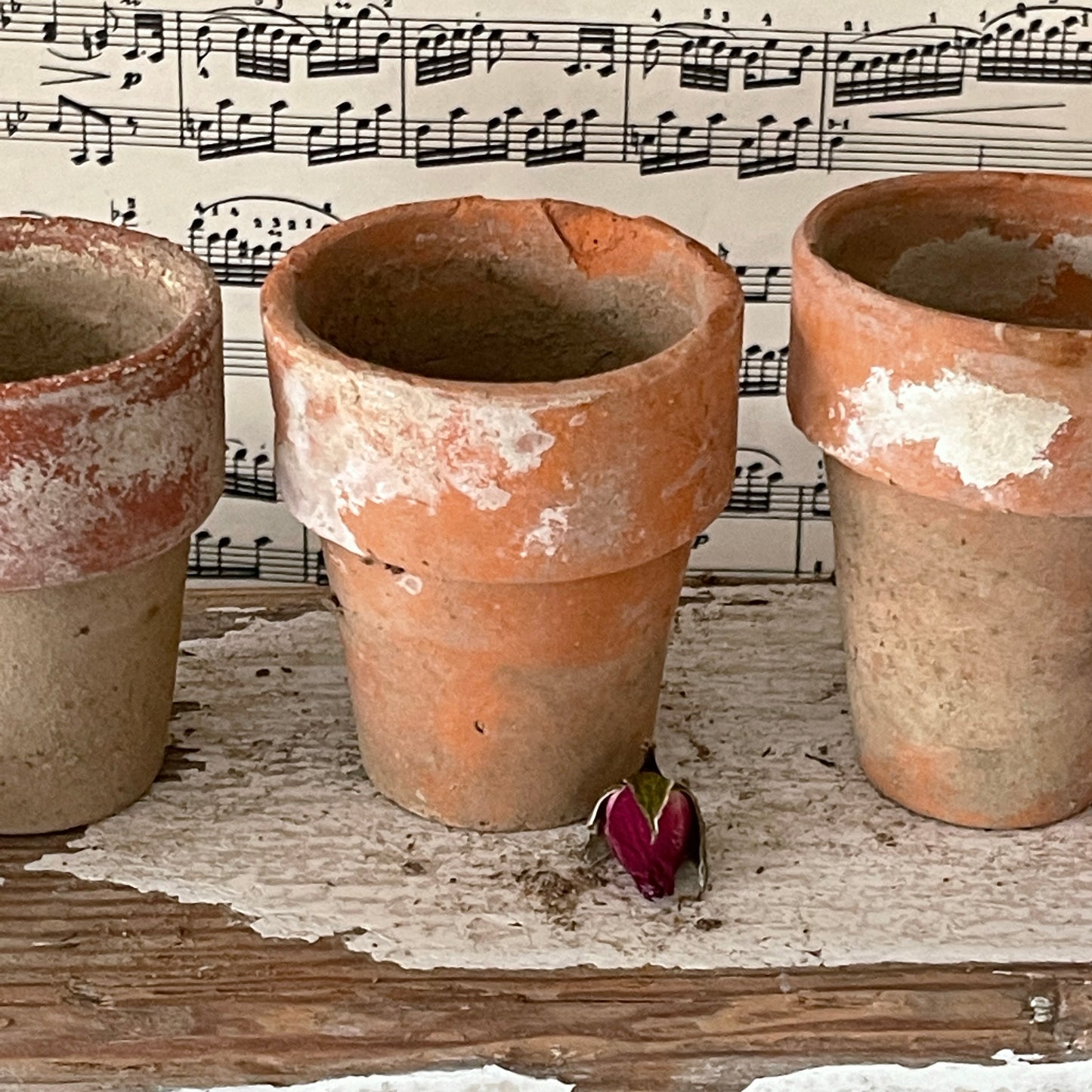 Naturally Aged Terra Cotta Pots