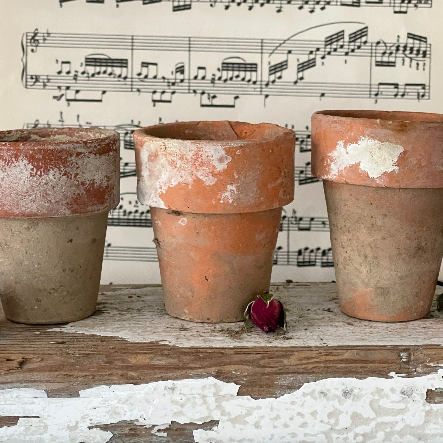 Naturally Aged Terra Cotta Pots